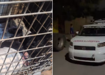 Investigan Caso de Perra Agredida con Agua Hirviendo en Hermosillo