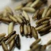 USDA reporta desaceleración en la propagación del Gusano Barrenador en Estados Unidos