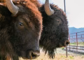 El bisonte, un motor de cambio para el ecosistema