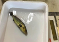 Estudian efectos de microplásticos en la totoaba