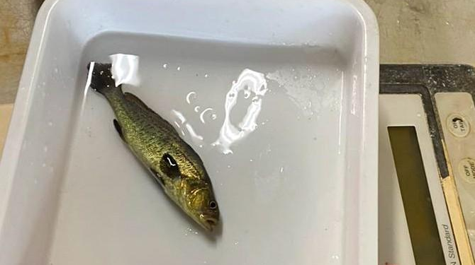 Estudian efectos de microplásticos en la totoaba