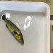 Estudian efectos de microplásticos en la totoaba