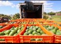 Washington suspende por tercera vez la importación de aguacate mexicano