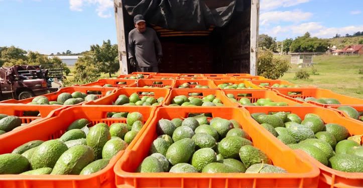 Washington suspende por tercera vez la importación de aguacate mexicano