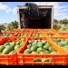 Washington suspende por tercera vez la importación de aguacate mexicano