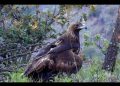 Participa UES en proyecto para la conservación del águila real