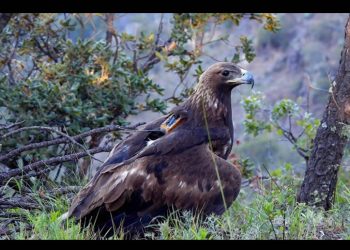 Participa UES en proyecto para la conservación del águila real