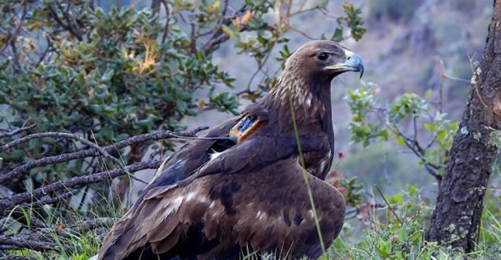 Participa UES en proyecto para la conservación del águila real