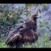 Participa UES en proyecto para la conservación del águila real