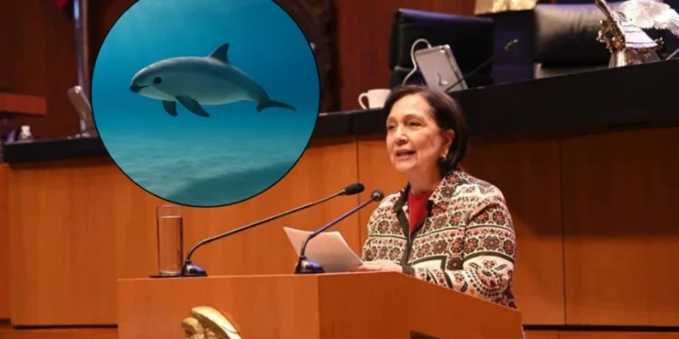 Senadora de MC pide evitar la extinción de la vaquita marina y proteger el Golfo de California