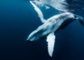 ¿Gas o ballenas? La lucha contra el megaproyecto Saguaro para salvar a las ballenas
