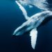 ¿Gas o ballenas? La lucha contra el megaproyecto Saguaro para salvar a las ballenas