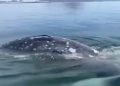 Ballena Fest: preparan marcha en Hermosillo contra proyectos de gas licuado en el Golfo de California