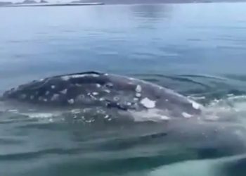 Ballena Fest: preparan marcha en Hermosillo contra proyectos de gas licuado en el Golfo de California