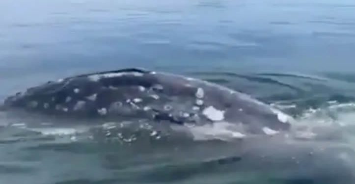 Ballena Fest: preparan marcha en Hermosillo contra proyectos de gas licuado en el Golfo de California