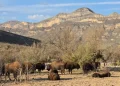 Bisontes que salvan la tierra: El sorprendente ‘milagro’ que está reverdecindo el norte de México