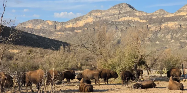 Bisontes que salvan la tierra: El sorprendente ‘milagro’ que está reverdecindo el norte de México