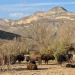 Bisontes que salvan la tierra: El sorprendente ‘milagro’ que está reverdecindo el norte de México