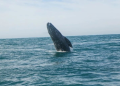“Las ballenas también tienen derechos”: la batalla legal para protegerlas en el Golfo de California