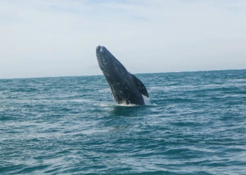 “Las ballenas también tienen derechos”: la batalla legal para protegerlas en el Golfo de California