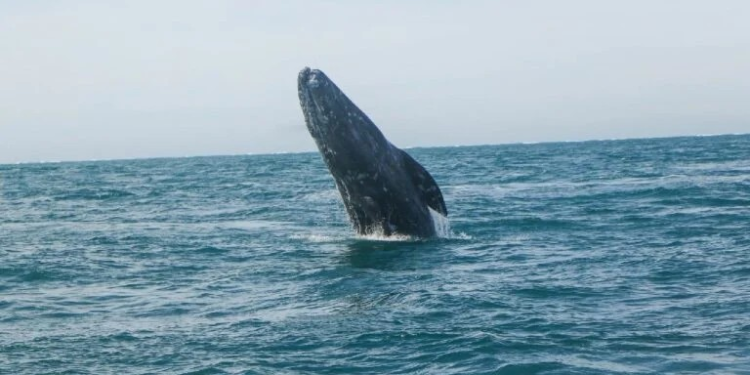 “Las ballenas también tienen derechos”: la batalla legal para protegerlas en el Golfo de California