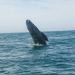 “Las ballenas también tienen derechos”: la batalla legal para protegerlas en el Golfo de California