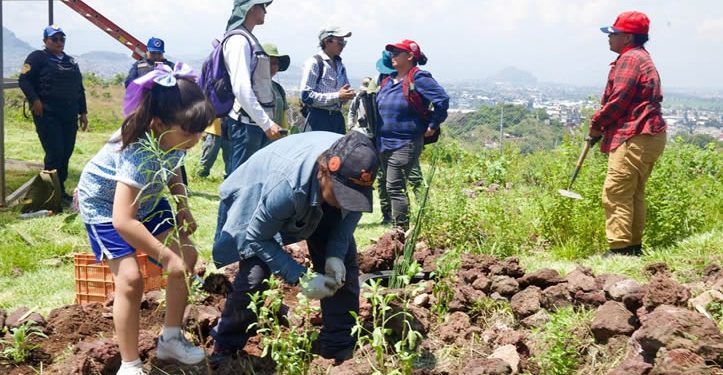 Sheinbaum junto con 32 gobernadores, pondrá en marcha Jornada Nacional de Reforestación el próximo domingo