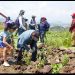 Sheinbaum junto con 32 gobernadores, pondrá en marcha Jornada Nacional de Reforestación el próximo domingo