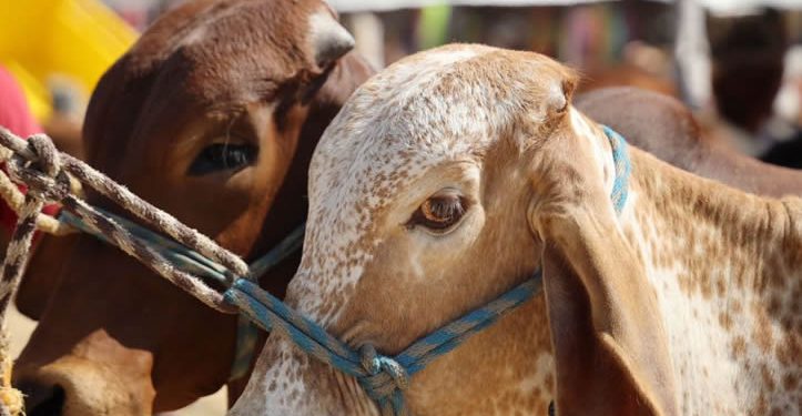 México crea consejo para erradicar el gusano barrenador del ganado