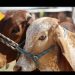 México crea consejo para erradicar el gusano barrenador del ganado