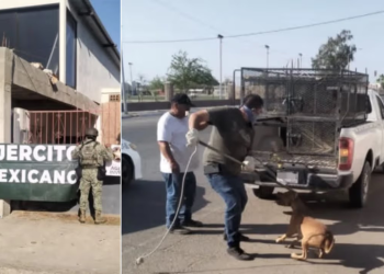 Fiscalía de Sonora Rescata a Dos Perros por Maltrato Animal en San Luis Río Colorado