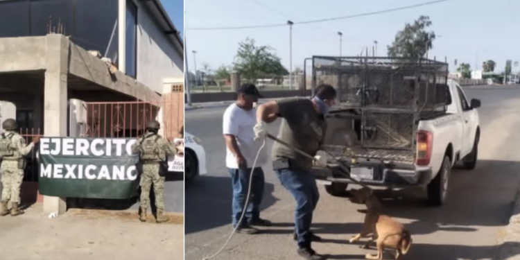 Fiscalía de Sonora Rescata a Dos Perros por Maltrato Animal en San Luis Río Colorado