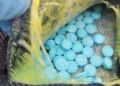 Decomisan 9 mil pastillas de fentanilo ocultas en un vehículo en Nogales, Sonora