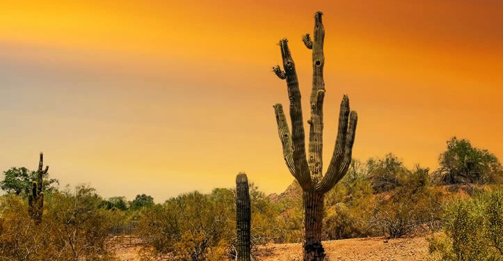Más de 200 ranchos y dos minas se han recuperado en la región del desierto de Sonora durante la administración: Durazo