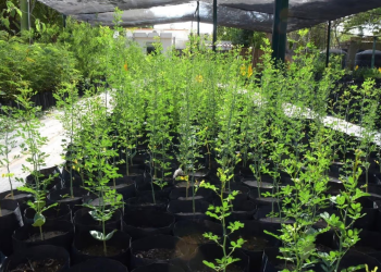 Árboles Nativos del Desierto Para Plantar en Hermosillo