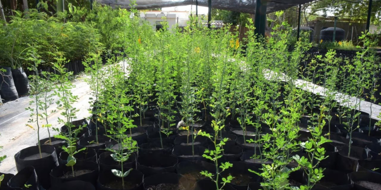 Árboles Nativos del Desierto Para Plantar en Hermosillo