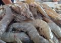 Pesca de camarón, riesgo para vaquita marina