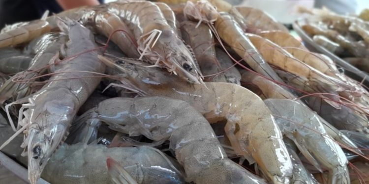 Pesca de camarón, riesgo para vaquita marina