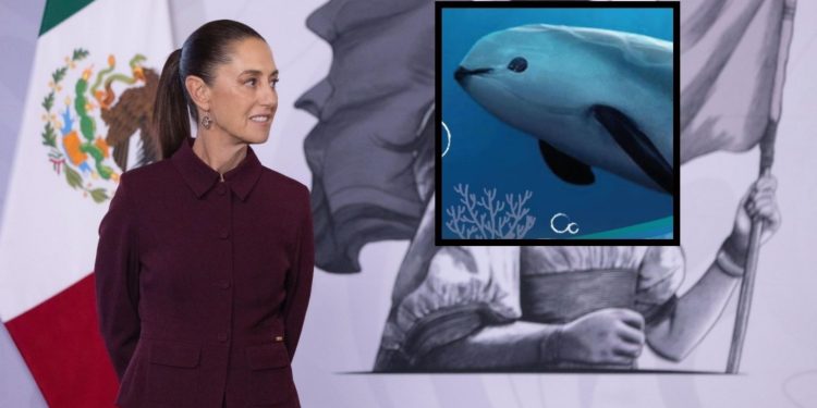 Informarán situación de la vaquita marina en la Mañanera