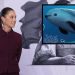Informarán situación de la vaquita marina en la Mañanera