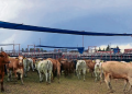 Ganaderos de Sonora se alistan para reanudar exportaciones a EU; se establecen limitaciones por gusano barrenador