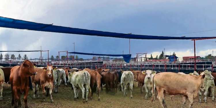 Ganaderos de Sonora se alistan para reanudar exportaciones a EU; se establecen limitaciones por gusano barrenador