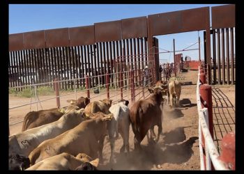 México y EU proyectan reactivar tres cruces más para la exportación de ganado