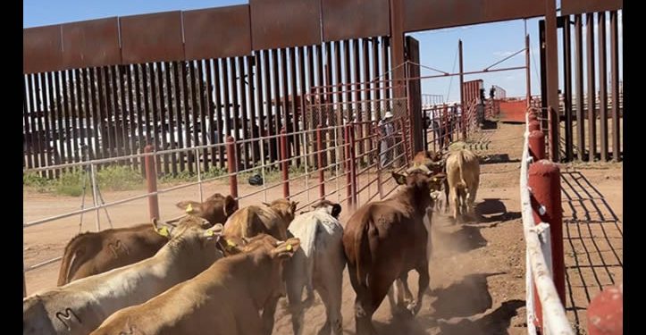 México y EU proyectan reactivar tres cruces más para la exportación de ganado