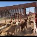 México y EU proyectan reactivar tres cruces más para la exportación de ganado