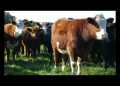 Llama Durazo a productores a vigilar el ganado y reportar cualquier signo sospechoso de la plaga gusano barrenador
