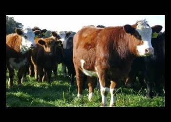 Llama Durazo a productores a vigilar el ganado y reportar cualquier signo sospechoso de la plaga gusano barrenador