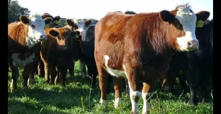 Llama Durazo a productores a vigilar el ganado y reportar cualquier signo sospechoso de la plaga gusano barrenador