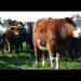 Llama Durazo a productores a vigilar el ganado y reportar cualquier signo sospechoso de la plaga gusano barrenador
