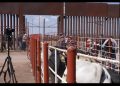 Sonora y el Gobierno Federal refuerzan vigilancia contra el gusano barrenador tras reapertura de la frontera agrícola
